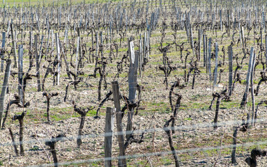 Rows of vineyards in early spring in Kuban