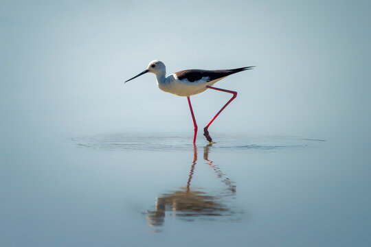 Black-winged stilt (Himantopus himantopus), very long-legged wader in the avocet and stilt family. Nature reserve of the Isonzo river mouth, Isola della Cona, Friuli Venezia Giulia, Italy. 