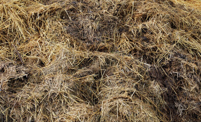 Horse manure Horse droppings dung  in a field