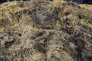 Horse manure Horse droppings dung  in a field