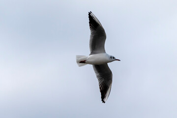 Fototapeta na wymiar Seagull flying with blue sky background. sky and bird bottom up view landscape