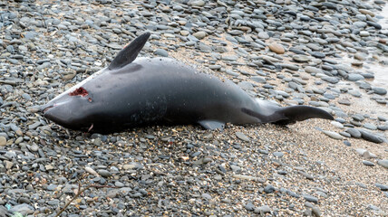 Dead young dolphin on the sea shore ecological catastrophe