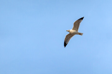 Seagull flying with blue sky background. sky and bird bottom up view landscape