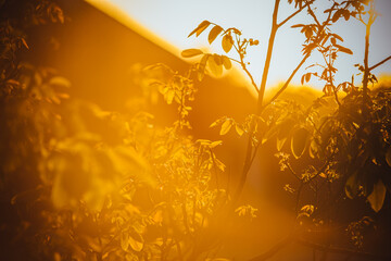 young walnut leaves at sunset in May