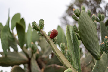 Prickly pear cactus with fruit on leaves