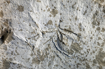 Close up shot of sea shells fossil trapped in sandstone