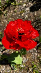 macro shot of red tulip flower in the garden