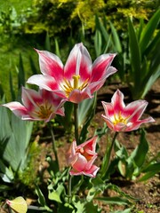 Fototapeta premium pink tulips flower in the garden
