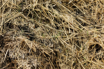 Horse manure Horse droppings dung  in a field