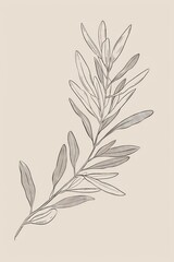 A minimal line drawing of an olive branch with leaves in a neutral color palette.