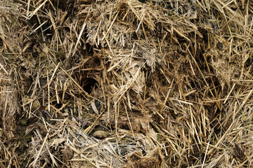 Horse manure Horse droppings dung  in a field