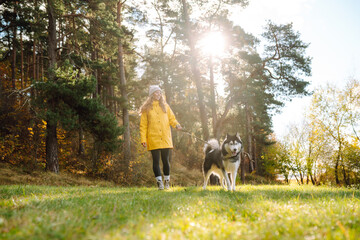 A young woman walks with her dog in the autumn forest. Husky dog.  Pet owner enjoys walking her dog...