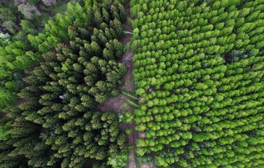 Beautiful green forest in spring, top view. Forest filmed from a quadcopter