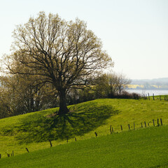 Obraz premium Schlei