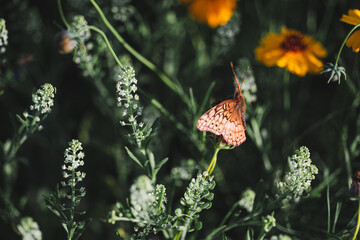 butterfly on a flower