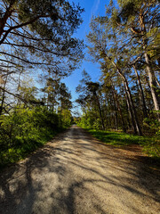 camino en el bosque