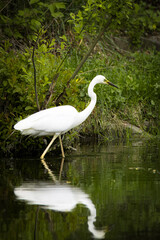 A Great egret walks in the water near the river bank on a sunny spring day. Close-up great egret with green background.