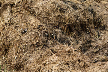 Horse manure Horse droppings dung  in a field