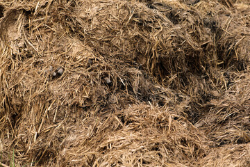 Horse manure Horse droppings dung  in a field