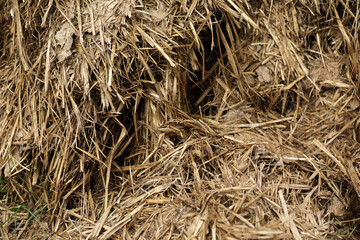 Horse manure Horse droppings dung  in a field