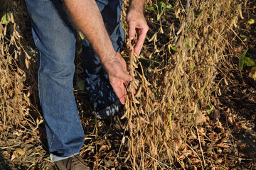 Farmer or agronomist examining soybean plant in field  ready for harvest 