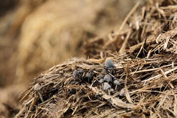 Horse manure Horse droppings dung  in a field
