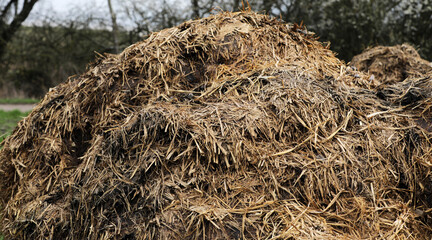 Horse manure Horse droppings dung  in a field