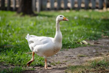 Lonely goose on a pasture for a walk