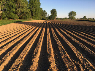 A field with rows of planted potatoes