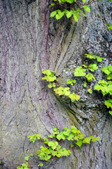 Texture of the bark of an old linden tree in the park. Vertical shot. Background