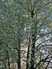 Spring in the garden. Tall white pear tree in flowers. Vertical shot.