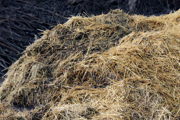 Horse manure Horse droppings dung  in a field