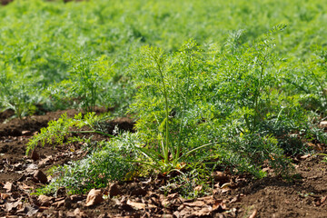 畑でしっかり成長しているニンジンの葉