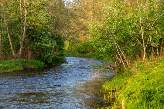 Spring scene in May afternoon at the river Liela Jugla with blooming trees in Zakumuiza in Latvia