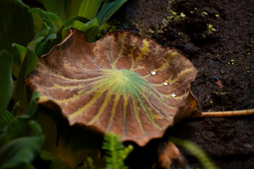 close up of a leaf