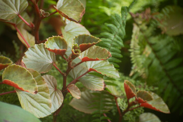 red and green leaves