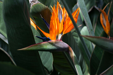 bird of paradise flower