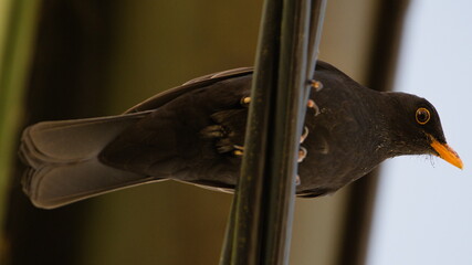 Song bird turdus merula aka eurasian blackbird, the most common bird in czech republic is sitting...