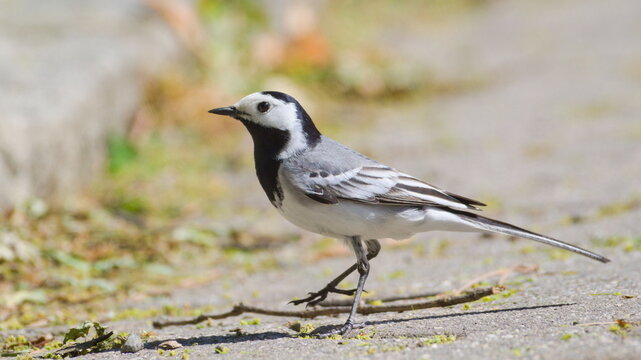 Motacilla alba aka White wagtail is walking in the center of residential area.
