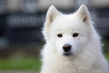 tète d un  chien finnois de Laponie