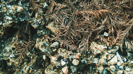 old cedar needles on a rock, close up texture