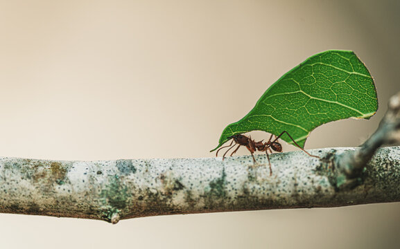 leaf cutter ant on a branch