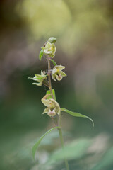 Orchid Broad-leaved helleborine (Epipactis helleborine) in flower Monte Arci, Oristano, Sardinia. Italy.