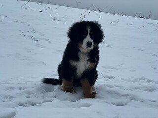 Bernese Mountain Dog