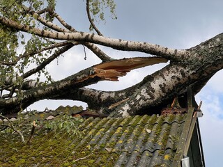 a tree will break on the house