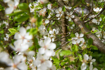 Tree blooming in early spring with white flowers	
