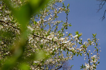 Tree blooming in early spring with white flowers	
