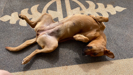 A relaxed dog lying belly up on the floor, enjoying a carefree and comfortable moment in the sun