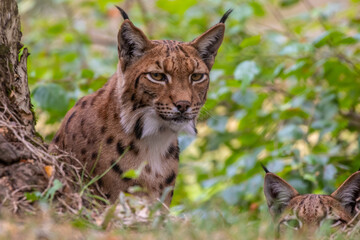 Naklejka na ściany i meble Carpathian lynx - Lynx lynx carpathicus - Lynx d'Europe