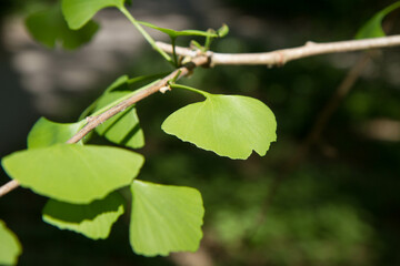 The Ginkgo biloba (maidenhair tree) leaves on a branch in close up